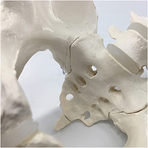 FHUILI Pelvis de tamaño Natural con 2pcs Modelo anatómico de vértebras lumbares - Modelo Educativo Modelo anatómico Pelvis Humano - Pelvis Humana Modelo de anatomía de Hueso de la Pelvis