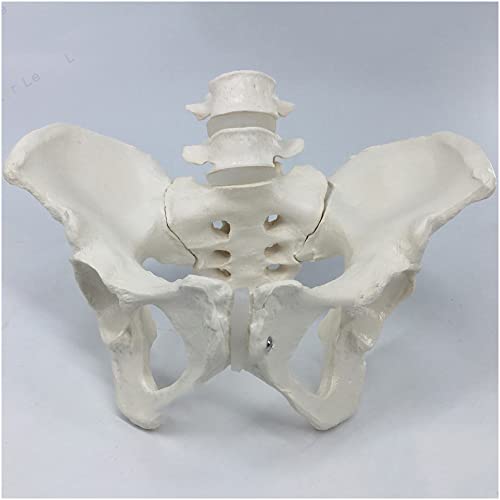 FHUILI Pelvis de tamaño Natural con 2pcs Modelo anatómico de vértebras lumbares - Modelo Educativo Modelo anatómico Pelvis Humano - Pelvis Humana Modelo de anatomía de Hueso de la Pelvis