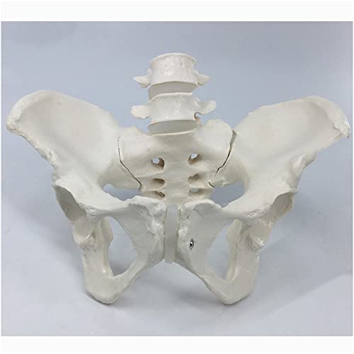 FHUILI Pelvis de tamaño Natural con 2pcs Modelo anatómico de vértebras lumbares - Modelo Educativo Modelo anatómico Pelvis Humano - Pelvis Humana Modelo de anatomía de Hueso de la Pelvis