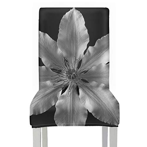 Fundas para sillas de mesa de comedor Clematis Flower Blanco y negro Pétalo de planta Comedor Eoom Funda para silla Poliéster elástico Sillas de comedor lavables extraíbles Fundas de asiento para el