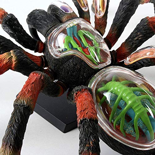 HARTI 4D Spider Animal Anatomy Modelo, Montaje De Inteligencia Juguete Animal Anatomía Kits Médico Enseñanza DIY Popular Ciencia Electrodomésticos, Detachable 33 Piezas Modelo Anatómico