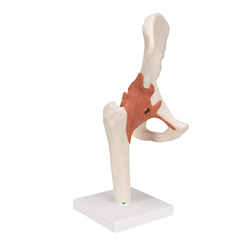 Modelo de anatomía conjunta de anatomía humana Conjunto 4pcs con ligamento PVC tamaño de vida anatomía conjunta modelo médico humano para los huesos humanos aprendiendo estudiantes médicos,Hüftgelenk