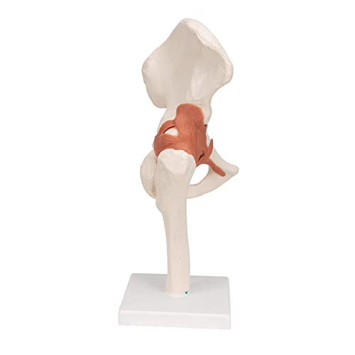 Modelo de anatomía conjunta de anatomía humana Conjunto 4pcs con ligamento PVC tamaño de vida anatomía conjunta modelo médico humano para los huesos humanos aprendiendo estudiantes médicos,Hüftgelenk