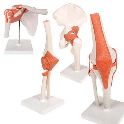 Modelo de anatomía conjunta de anatomía humana Conjunto 4pcs con ligamento PVC tamaño de vida anatomía conjunta modelo médico humano para los huesos humanos aprendiendo estudiantes médicos,Anatomy Set