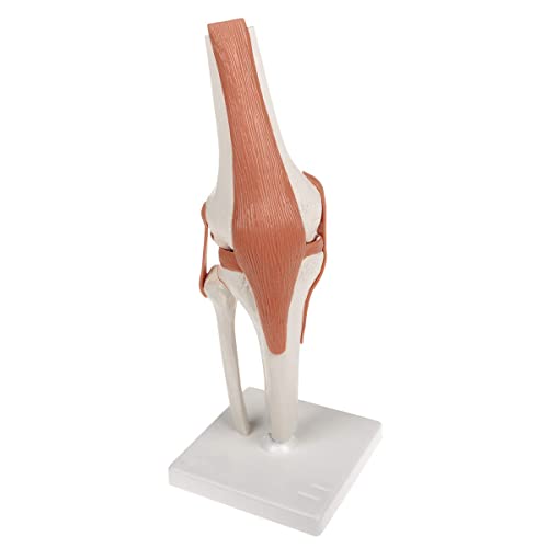 Modelo de anatomía conjunta de anatomía humana Conjunto 4pcs con ligamento PVC tamaño de vida anatomía conjunta modelo médico humano para los huesos humanos aprendiendo estudiantes médicos,Kniegelenk