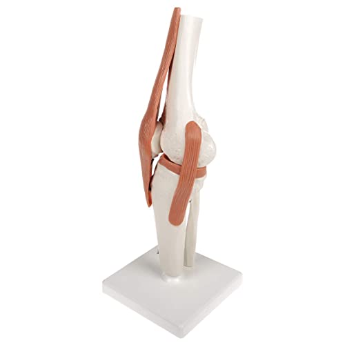 Modelo de anatomía conjunta de anatomía humana Conjunto 4pcs con ligamento PVC tamaño de vida anatomía conjunta modelo médico humano para los huesos humanos aprendiendo estudiantes médicos,Kniegelenk