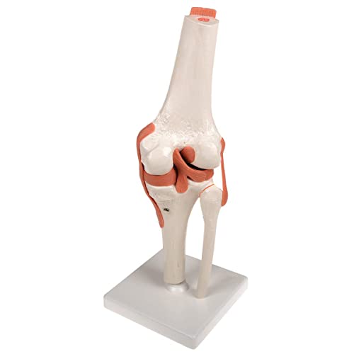 Modelo de anatomía conjunta de anatomía humana Conjunto 4pcs con ligamento PVC tamaño de vida anatomía conjunta modelo médico humano para los huesos humanos aprendiendo estudiantes médicos,Kniegelenk