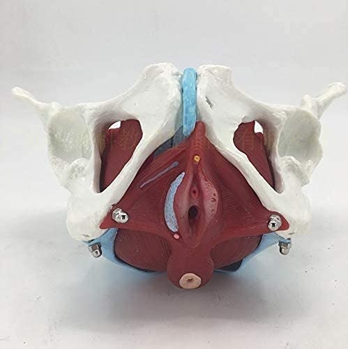 Modelo de anatomía, Modelo anatómico torso, modelo de pelvis femenino con órganos, pelvis femenina y modelos musculares pélvicos Anatomía humana médica hueso, órganos extraíbles incluyen útero, colon