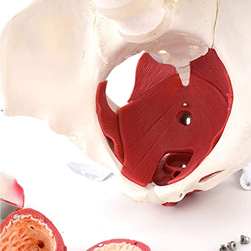 Pelvis Femenina Médico Anatómica con Órganos Extraíbles Modelo de Pelvis Femenina de Tamaño Natural para Medicina y Enseñanza