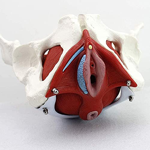 Pelvis Femenina Médico Anatómica con Órganos Extraíbles Modelo de Pelvis Femenina de Tamaño Natural para Medicina y Enseñanza