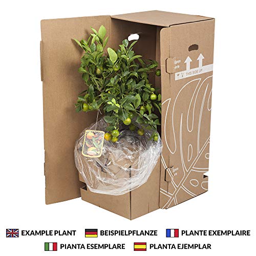 Planta de interior de Botanicly – Pata de Elefante en una bolsa de yute como un conjunto – Altura: 55 cm – Beaucarnea