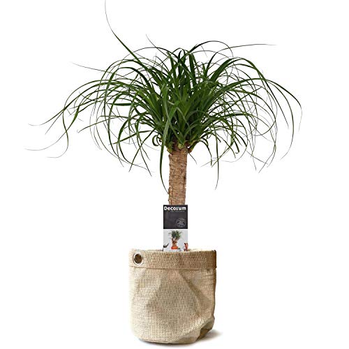 Planta de interior de Botanicly – Pata de Elefante en una bolsa de yute como un conjunto – Altura: 55 cm – Beaucarnea