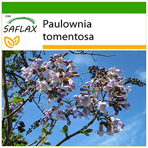 SAFLAX - Paulonia - 200 semillas - Con sustrato estéril para cultivo - Paulownia tomentosa