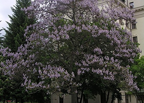 SAFLAX - Paulonia - 200 semillas - Con sustrato estéril para cultivo - Paulownia tomentosa