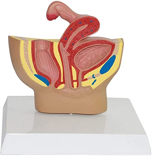 tjz Modelo De Pelvis Femenina Modelo AnatóMico Modelo PéLvico Femenino Modelo del Sistema Genitourinario Sagital Medio Modelo MéDico AnatóMico Sistema Genitourinario Femenino