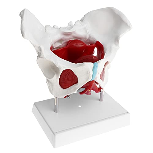 UIGJIOG 1: 1 Modelo de músculo del Suelo pélvico Femenino, Modelo de Pelvis Sacro Pubis, Kit de Modelo de Esqueleto de Mujer, útiles de Laboratorio, Herramienta de Aprendizaje Escolar