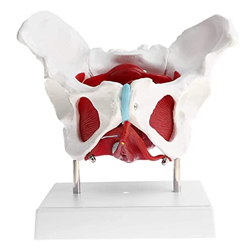 UIGJIOG 1: 1 Modelo de músculo del Suelo pélvico Femenino, Modelo de Pelvis Sacro Pubis, Kit de Modelo de Esqueleto de Mujer, útiles de Laboratorio, Herramienta de Aprendizaje Escolar