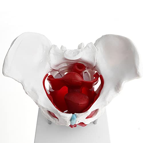 UIGJIOG 1: 1 Modelo de músculo del Suelo pélvico Femenino, Modelo de Pelvis Sacro Pubis, Kit de Modelo de Esqueleto de Mujer, útiles de Laboratorio, Herramienta de Aprendizaje Escolar