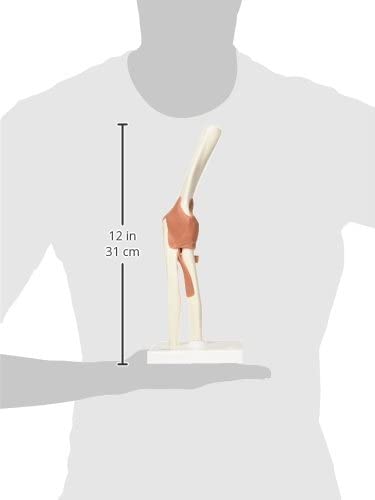 UIGJIOG Modelo de anatomía Conjunta de anatomía Humana Conjunto 4pcs con ligamento Humano para los Huesos Humanos aprendiendo Estudiantes médicos,Ellenbogengelenk