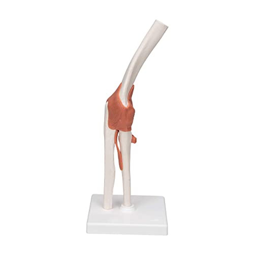 UIGJIOG Modelo de anatomía Conjunta de anatomía Humana Conjunto 4pcs con ligamento Humano para los Huesos Humanos aprendiendo Estudiantes médicos,Ellenbogengelenk