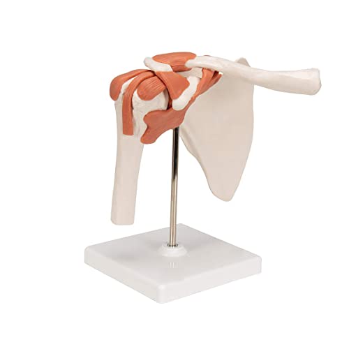 UIGJIOG Modelo de anatomía Conjunta de anatomía Humana Conjunto 4pcs con ligamento Humano para los Huesos Humanos aprendiendo Estudiantes médicos,Schultergelenk