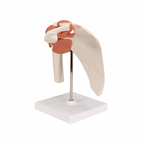 UIGJIOG Modelo de anatomía Conjunta de anatomía Humana Conjunto 4pcs con ligamento Humano para los Huesos Humanos aprendiendo Estudiantes médicos,Schultergelenk