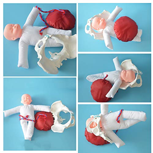 Uziqueif modelo de entrenamiento parto modelo pelvis femenina modelo parto, juego de demostración de nacimiento incluye modelos de pelvis femenina y bebé modelo y cordón umbilical placenta desmontable