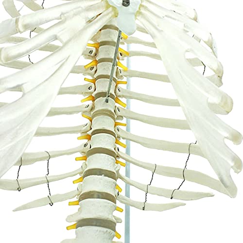 XHLLX Modelo De Anatomía Modelo Médico De Columna Vertebral Humana Columna Pélvica Modelo De Osteopatía Tipo De Marco Costilla De Pecho Esqueleto Esternal Modelo De Enseñanza Ideal 29 Pulgadas