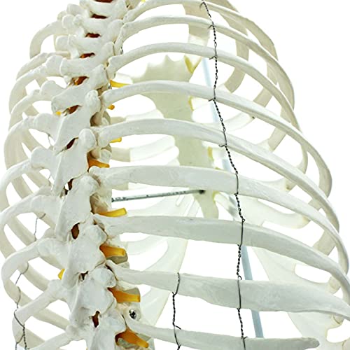 XHLLX Modelo De Anatomía Modelo Médico De Columna Vertebral Humana Columna Pélvica Modelo De Osteopatía Tipo De Marco Costilla De Pecho Esqueleto Esternal Modelo De Enseñanza Ideal 29 Pulgadas