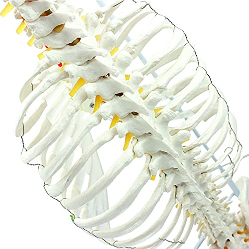 XHLLX Modelo De Anatomía Modelo Médico De Columna Vertebral Humana Columna Pélvica Modelo De Osteopatía Tipo De Marco Costilla De Pecho Esqueleto Esternal Modelo De Enseñanza Ideal 29 Pulgadas