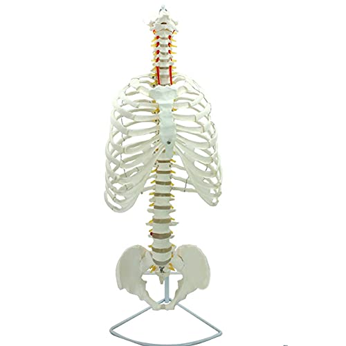 XHLLX Modelo De Anatomía Modelo Médico De Columna Vertebral Humana Columna Pélvica Modelo De Osteopatía Tipo De Marco Costilla De Pecho Esqueleto Esternal Modelo De Enseñanza Ideal 29 Pulgadas