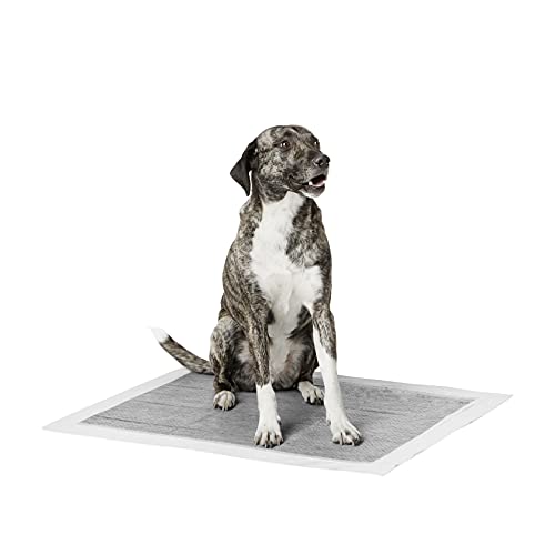 Amazon Basics - Empapadores de adiestramiento para perros, carbón, extragrande, 30 unidades