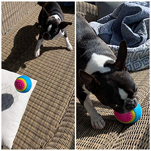 AVANZONA Pelota para Perros, Pelota Goma de 5 Sentidos 8 CM, Vista, oído, Tacto, olfato, Gusto, Pelota para Perros Ciegos y Perros Pequeños, Medianos y Grandes.