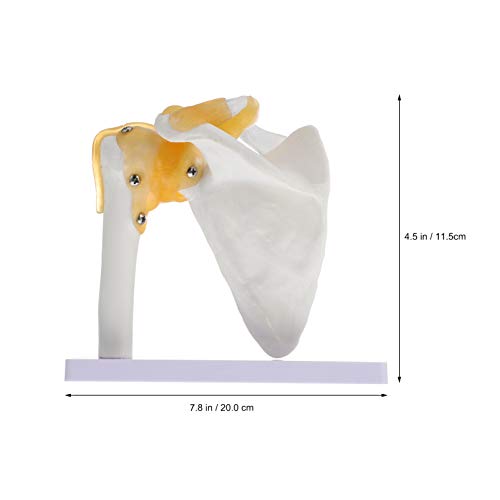 Baluue Modelo de Articulación del Hombro con El Modelo Anatómico de La Articulación del Ligamento para El Aprendizaje del Estudiante Escolar Herramienta de Demostración de Anatomía