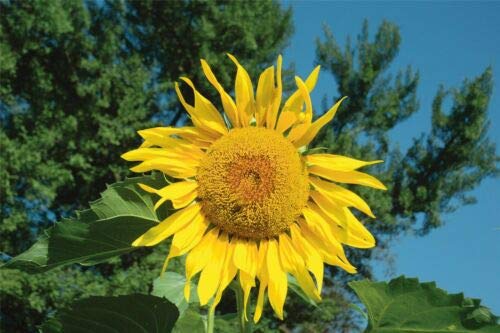 Flower - Sunflower - Pikes Peak - 50 Seeds