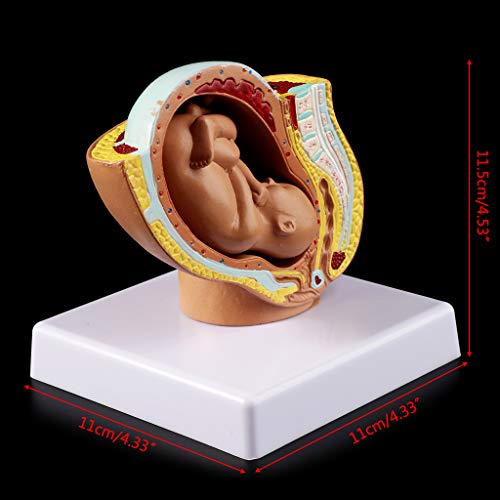 hfior Feto de bebé de 9 meses, embarazo, embarazo, desarrollo fetal, modelo médico