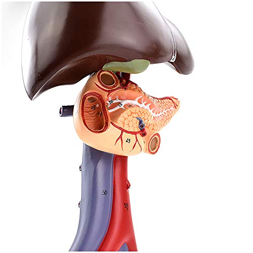 K99 Modelo de simulación de páncreas y duodeno de hígado Anatomía médica de tamaño Natural Humano para la enseñanza del Cirujano Herramienta de Entrenamiento de laparoscopia quirúrgica