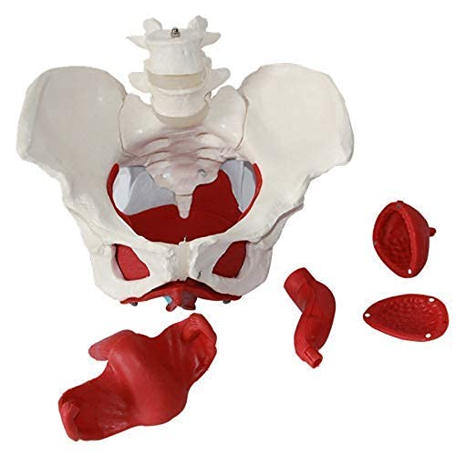 Modelo de anatomía, Modelo anatómico TORSO, modelo de pelvis femenino con órganos removibles, tamaño de vida, pelvis femenina y modelos de músculos pélvicos Anatomía humana médica de hueso para recur