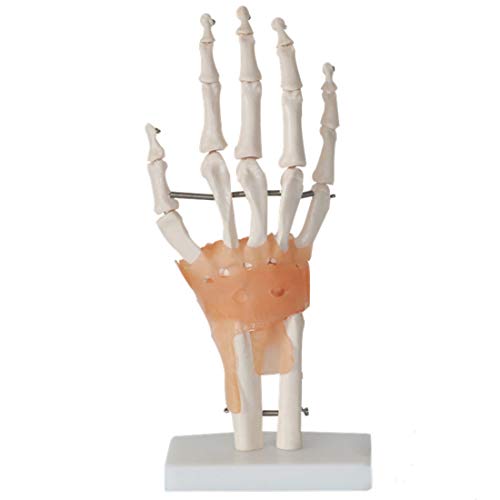 Modelo De Esqueleto De Articulación De Mano De Tamaño Natural, Modelo Anatómico De Articulación De Mano Humana con Ligamentos, para Exhibición De Estudio En El Aula, Herramienta Educativa Médica