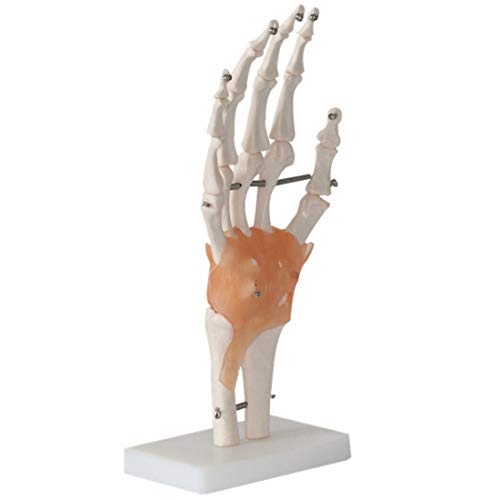 Modelo De Esqueleto De Articulación De Mano De Tamaño Natural, Modelo Anatómico De Articulación De Mano Humana con Ligamentos, para Exhibición De Estudio En El Aula, Herramienta Educativa Médica