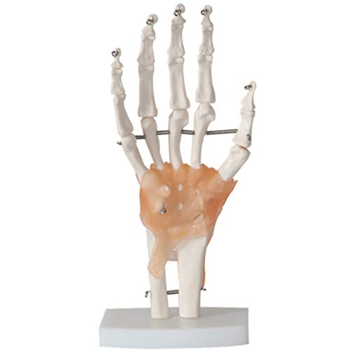 Modelo De Esqueleto De Articulación De Mano De Tamaño Natural, Modelo Anatómico De Articulación De Mano Humana con Ligamentos, para Exhibición De Estudio En El Aula, Herramienta Educativa Médica