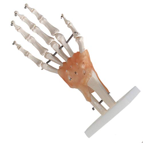 Modelo De Esqueleto De Articulación De Mano De Tamaño Natural, Modelo Anatómico De Articulación De Mano Humana con Ligamentos, para Exhibición De Estudio En El Aula, Herramienta Educativa Médica