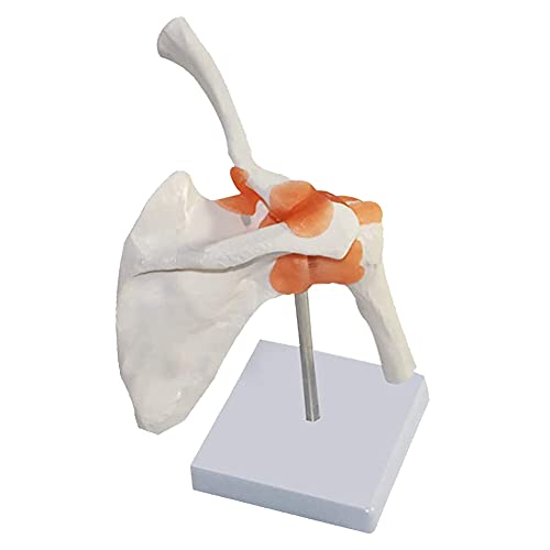 NTMD Modelo De Articulación De Hombro Humano, Tamaño Natural 1: 1 con Ligamento, Omóplato, Clavícula, Modelo De Húmero, Torso Humano, Modelo Corporal, Anatomía Corporal