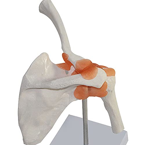 NTMD Modelo De Articulación De Hombro Humano, Tamaño Natural 1: 1 con Ligamento, Omóplato, Clavícula, Modelo De Húmero, Torso Humano, Modelo Corporal, Anatomía Corporal