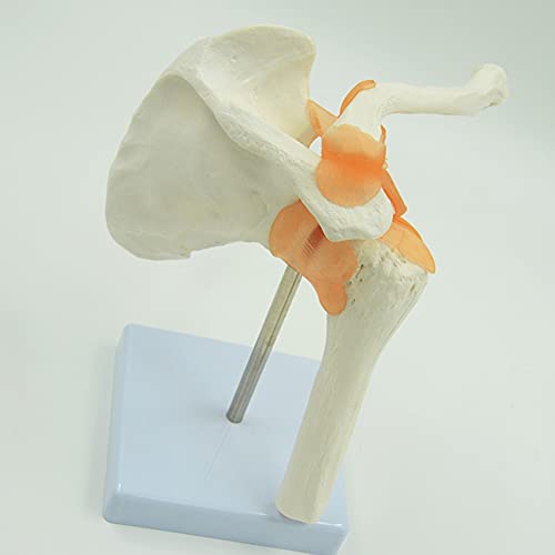 NXX Modelo De Articulación De Hombro Esqueleto,Cuerpo Humano Modelo De Ligamento De Hombro Réplica De Anatomía De Articulación De Hombro para Oficina Herramienta Educativa,Enseñanza De Aprendizaje