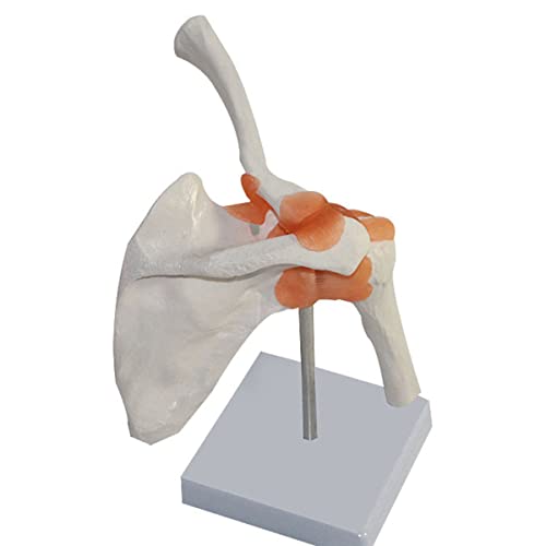 QNMM Modelo de Hombro, Esqueleto Anatómico Anatomía Humana de Tamaño Natural con Ligamentos, Modelo Médico Funcional de Hueso Articular con Base Extraíble