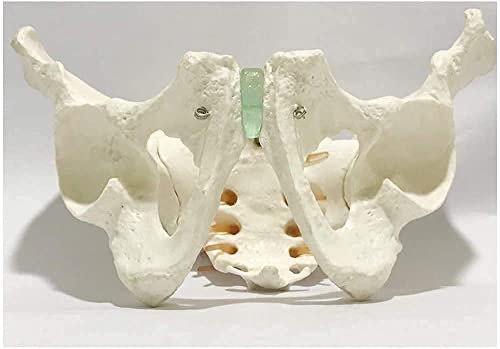 SaiFei Plantilla de Esqueleto de Lavabo - Plantilla de Lavabo Masculino - Modelo anatómico de Cadera anatómico pélvico Modelo de enseñanza de anatomía de tamaño Real