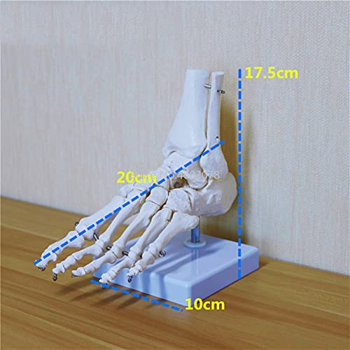 XIOFYA 1 PC Pie Humano Flexible Modelo de Hueso Pie Ped Sole Articulaciones de Tibia de pie Tibia y Fíbula Modelo de pies de ortopedia Enseñanza para Medicina