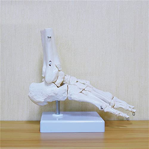 XIOFYA 1 PC Pie Humano Flexible Modelo de Hueso Pie Ped Sole Articulaciones de Tibia de pie Tibia y Fíbula Modelo de pies de ortopedia Enseñanza para Medicina