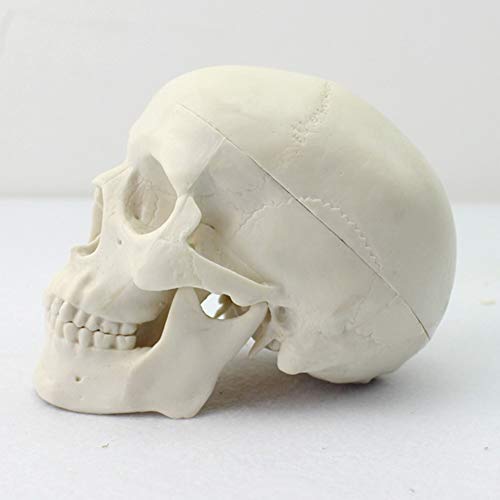 XIOFYA 1pc Equipo Humano Skull Modelo Anatómico Arte Haunted Casa Partido Replica Decoración Decoración Médico Enseñanza Skeleton Rastring